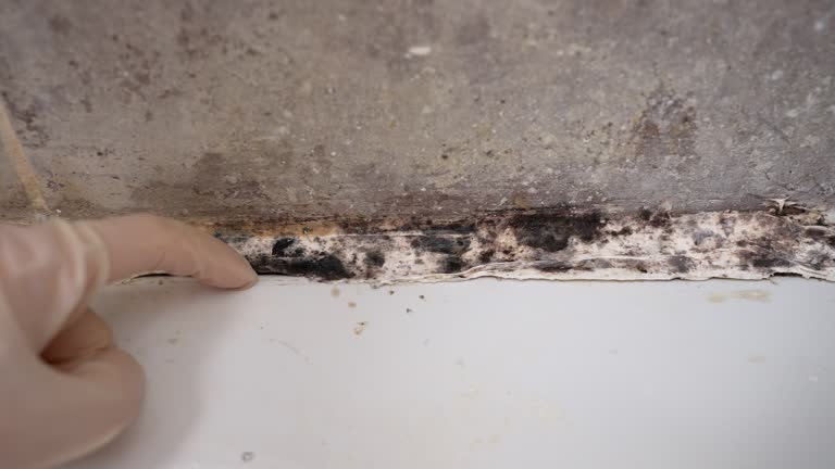 Best Environmental Consulting for Mold Prevention  in Dayton, WA